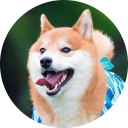 Shiba Inu Wallpaper New Tab icon