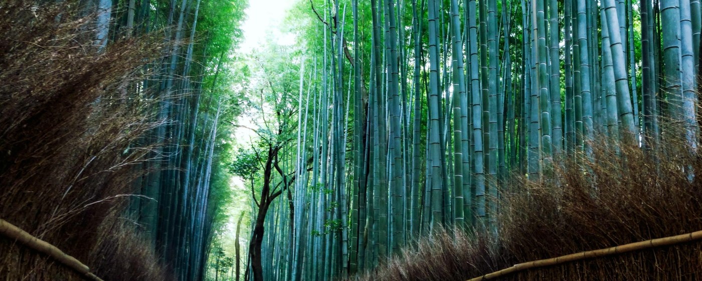 Sagano Bamboo Forest Wallpaper New Tab marquee promo image