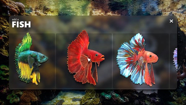 Siamese Fighting Fish — 8
