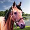 Virtual Horse Run