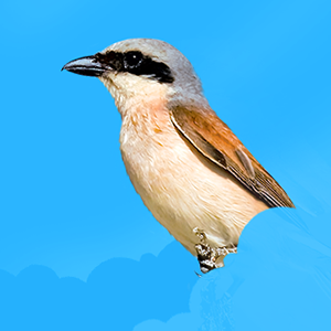 Guide des oiseaux pour les enfants