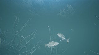 Bassmaster® Fishing 2022: Super Deluxe Edition screenshot 5