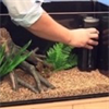 Aquarium Care