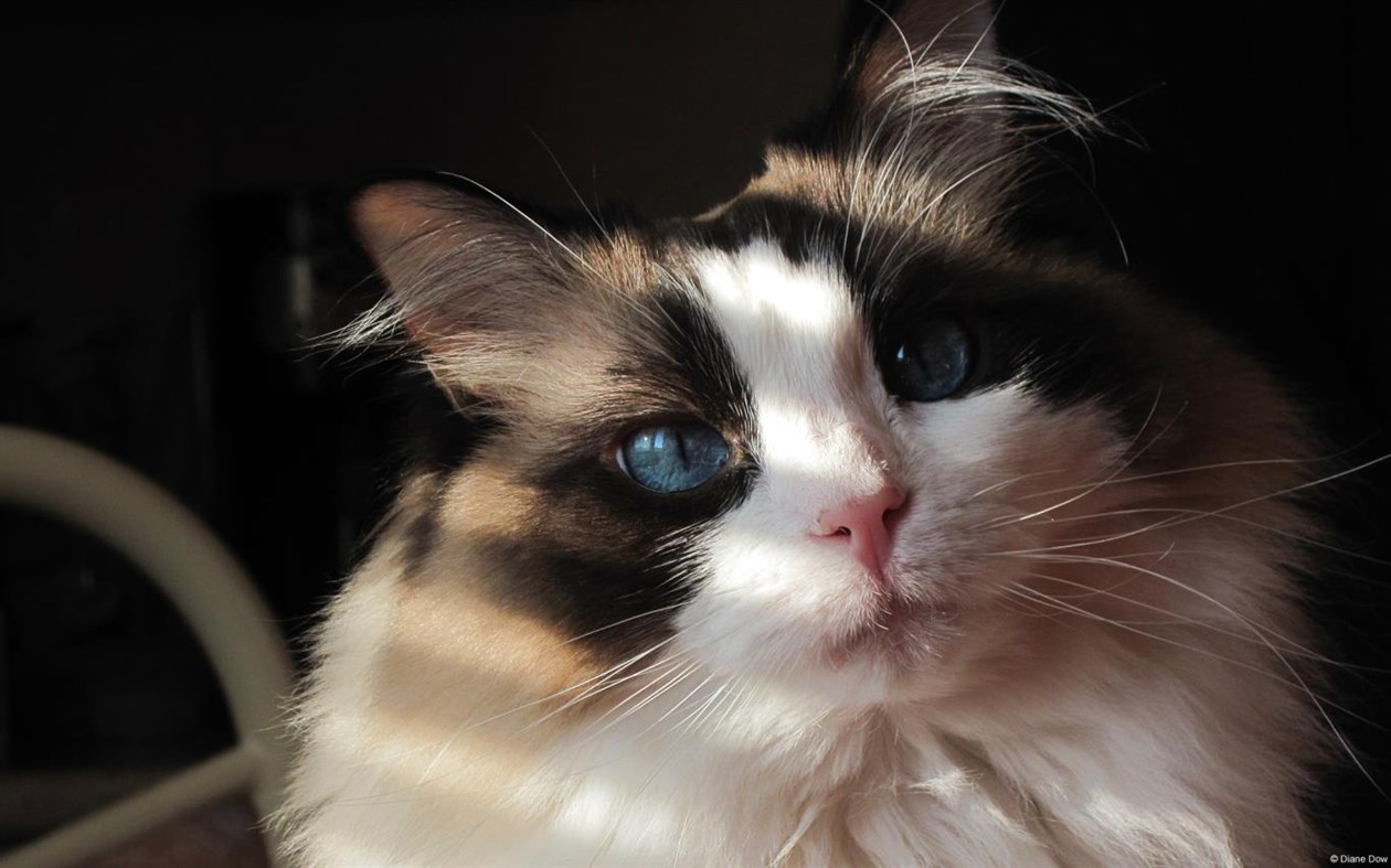 #3. Community Showcase Fauna 3 (Windows) 由: Microsoft Corporation