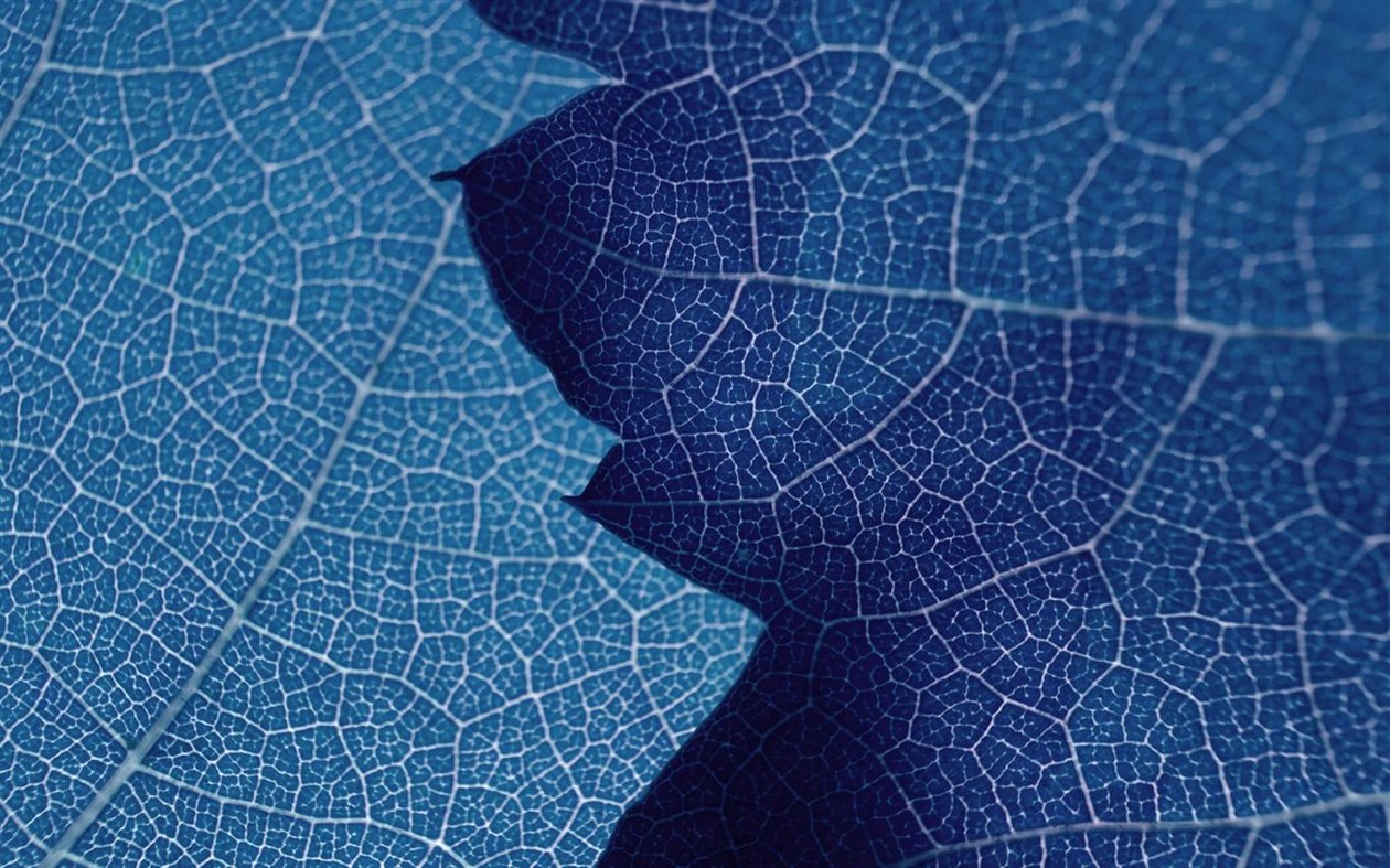 #3. Leafy Structures (Windows) 由: Microsoft Corporation