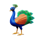Peacock Bird HD Wallpapers