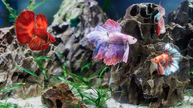 Siamese Fighting Fish screenshot 3