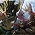Monster Hunter Rise + Sunbreak