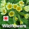 Wildflowers