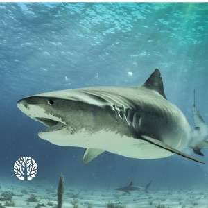 Sharks HD Wallpapers New Tab Theme icon