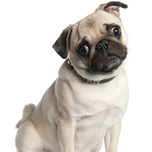 Get Pug Dog Wallpapers - Microsoft Store