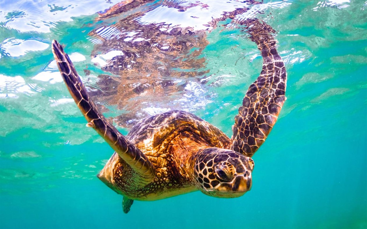 #3. Turtles and Tortoises (Windows) 由: Microsoft Corporation