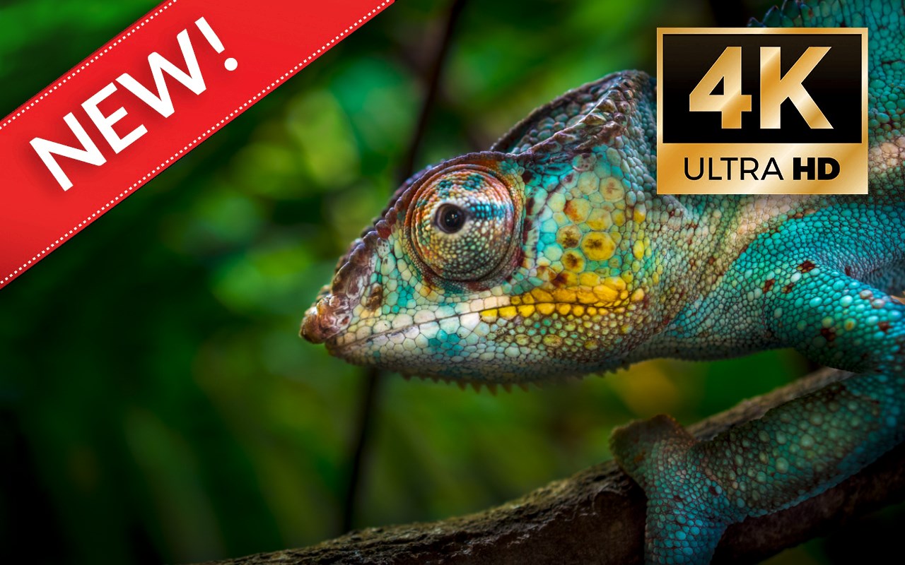 Lizards HD Wallpapers - Custom New Tab