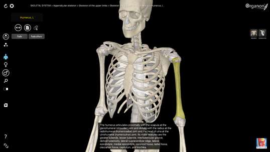3D Organon Anatomy - Skeleton, Bones, and Ligaments screenshot 1