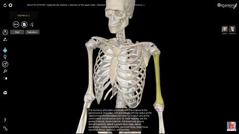 3D Organon Anatomy - Skeleton, Bones, and Ligaments Screenshots 1