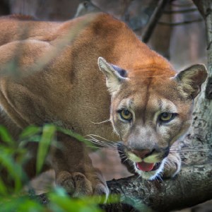 Big Cats Wild Cat HD Wallpapers New Tab icon