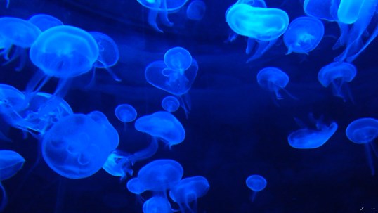 Jellyfish HD Live Wallpaper screenshot