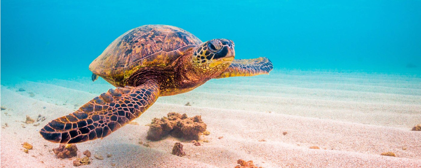 Sea Turtle - Marine Tortoise HD Wallpapers marquee promo image
