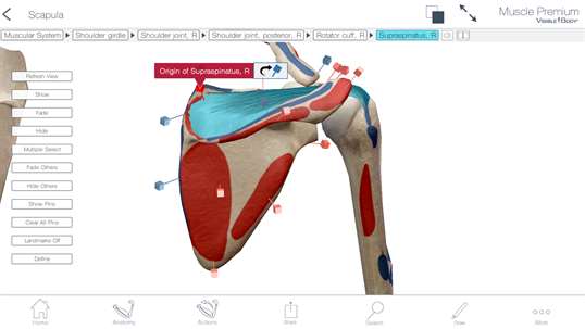 Muscle Premium: 3D Visual Guide for Bones, Joints & Muscles — Human Anatomy & Kinesiology screenshot 8