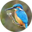 Kingfisher Wallpaper New Tab icon