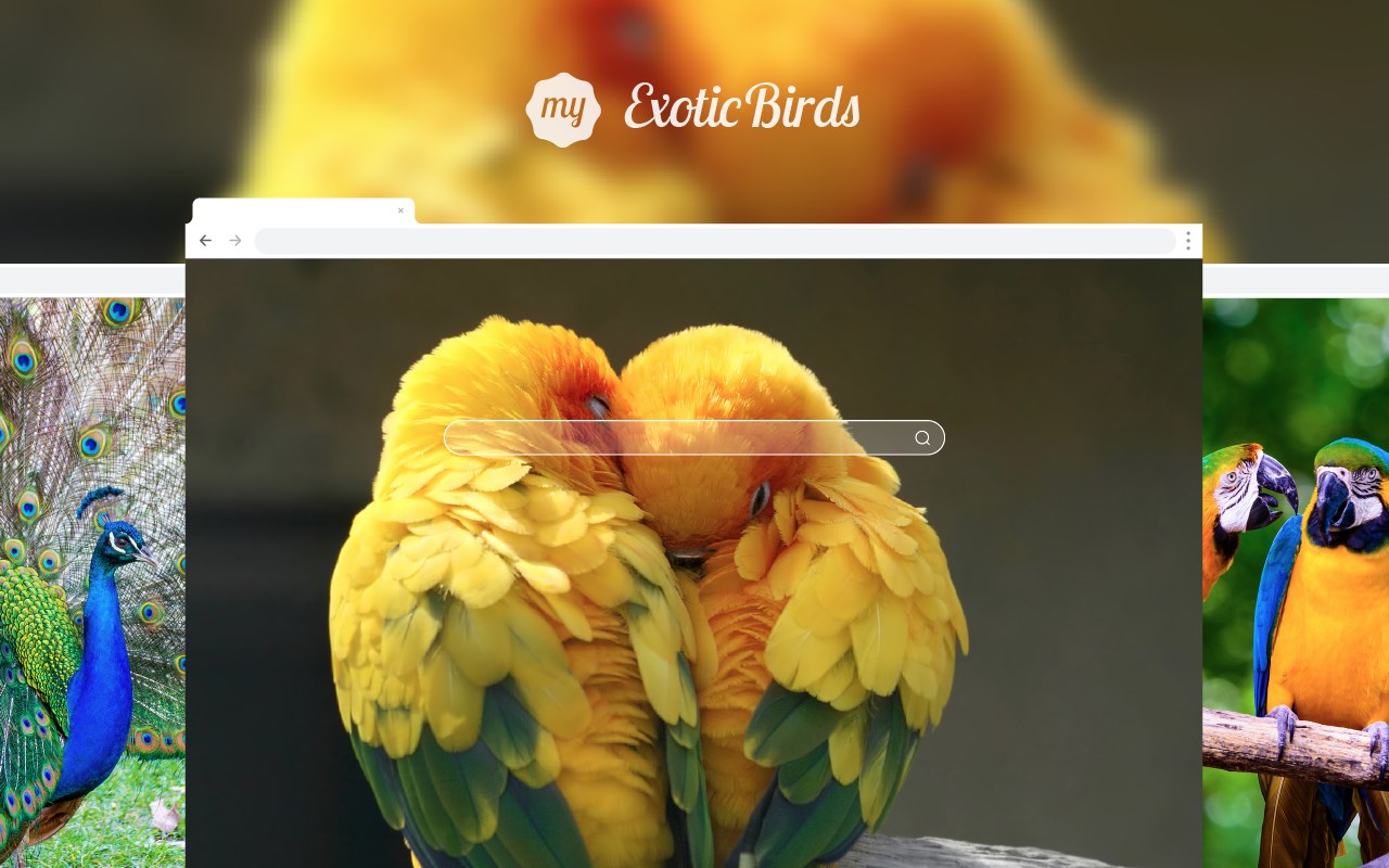 My Exotic Birds HD Wallpapers New Tab Theme