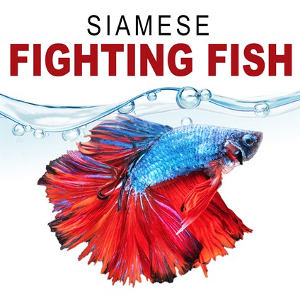 Siamese Fighting Fish