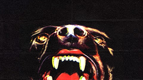 Canine