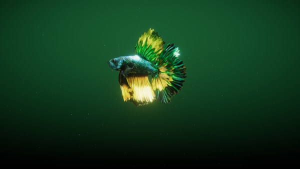 Siamese Fighting Fish — 6