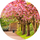 Spring Wallpaper New Tab icon