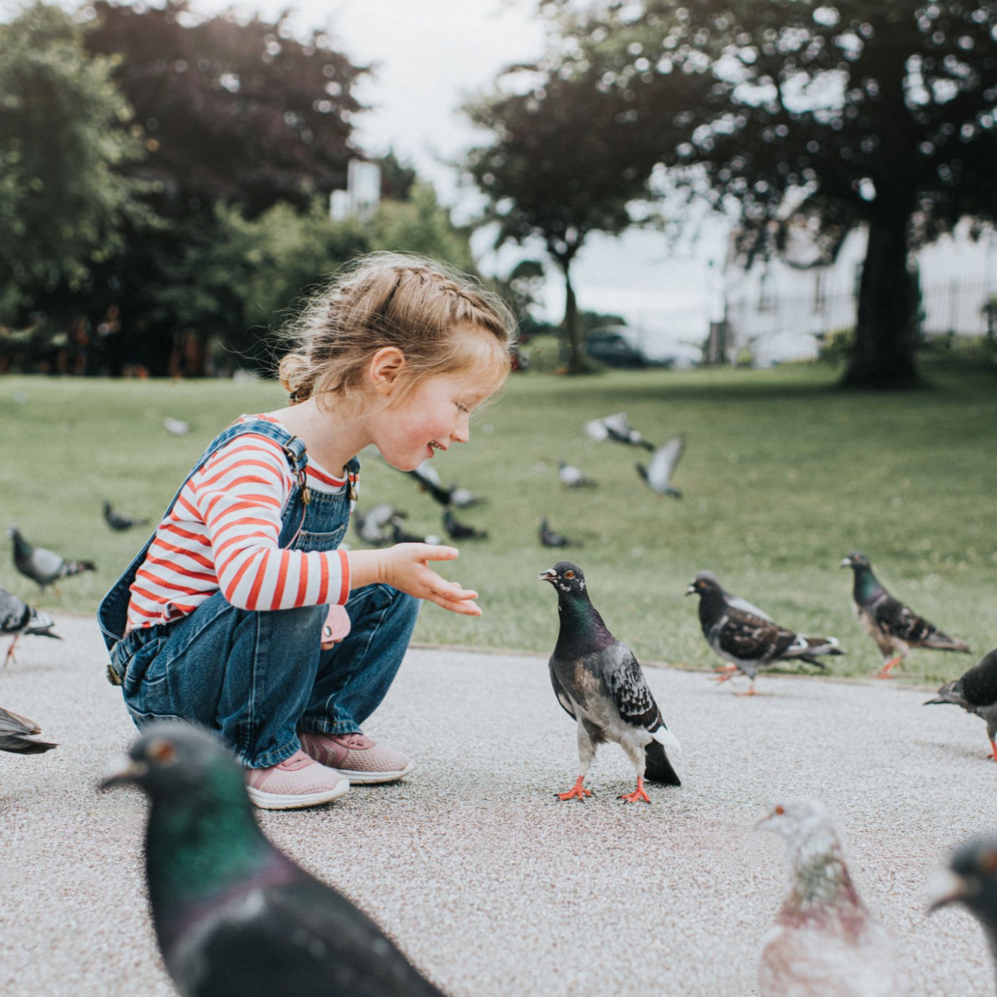 Pigeon Playtime