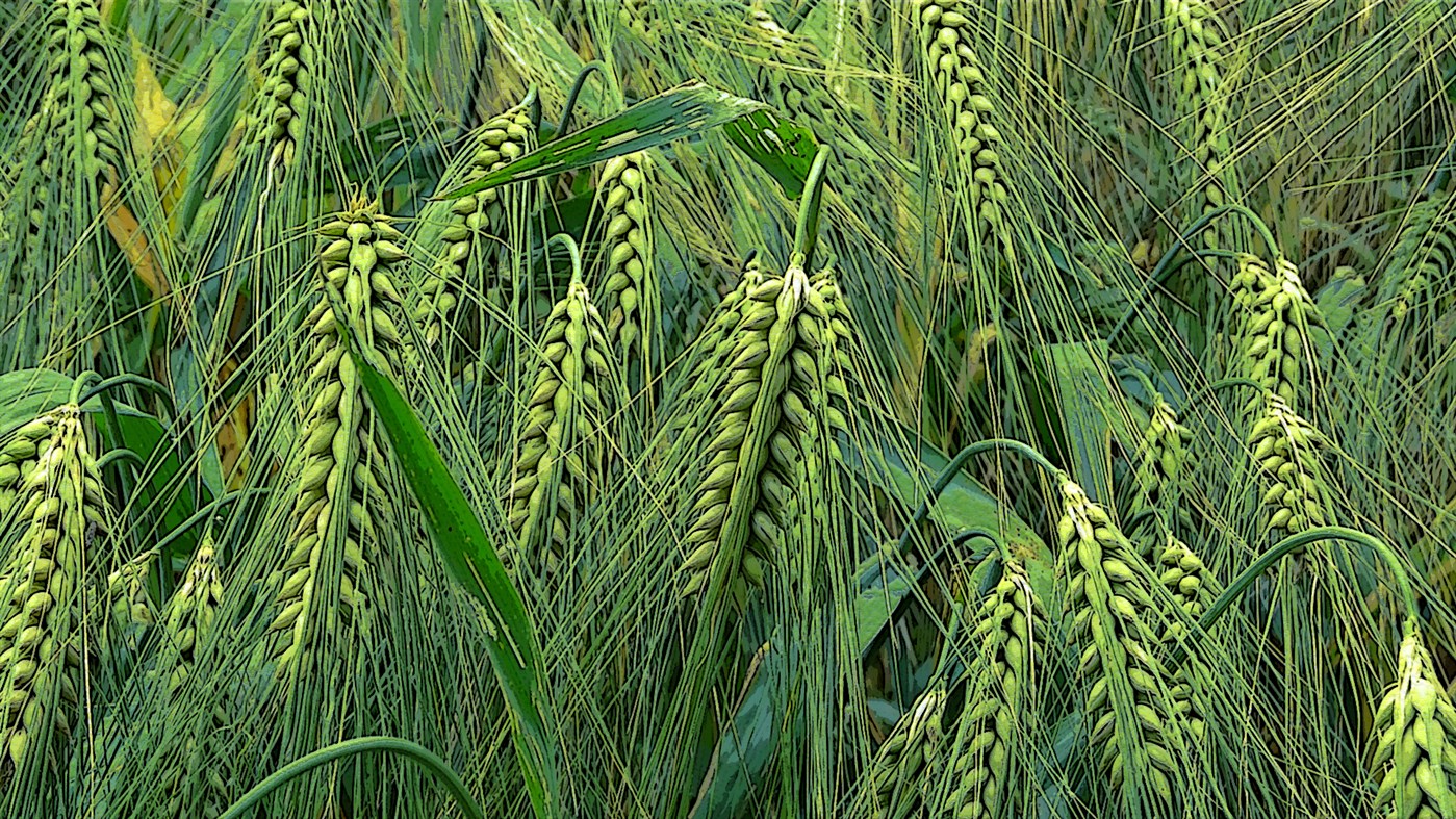 #8. Your Wpaps 3 (Windows) 由: peterolah