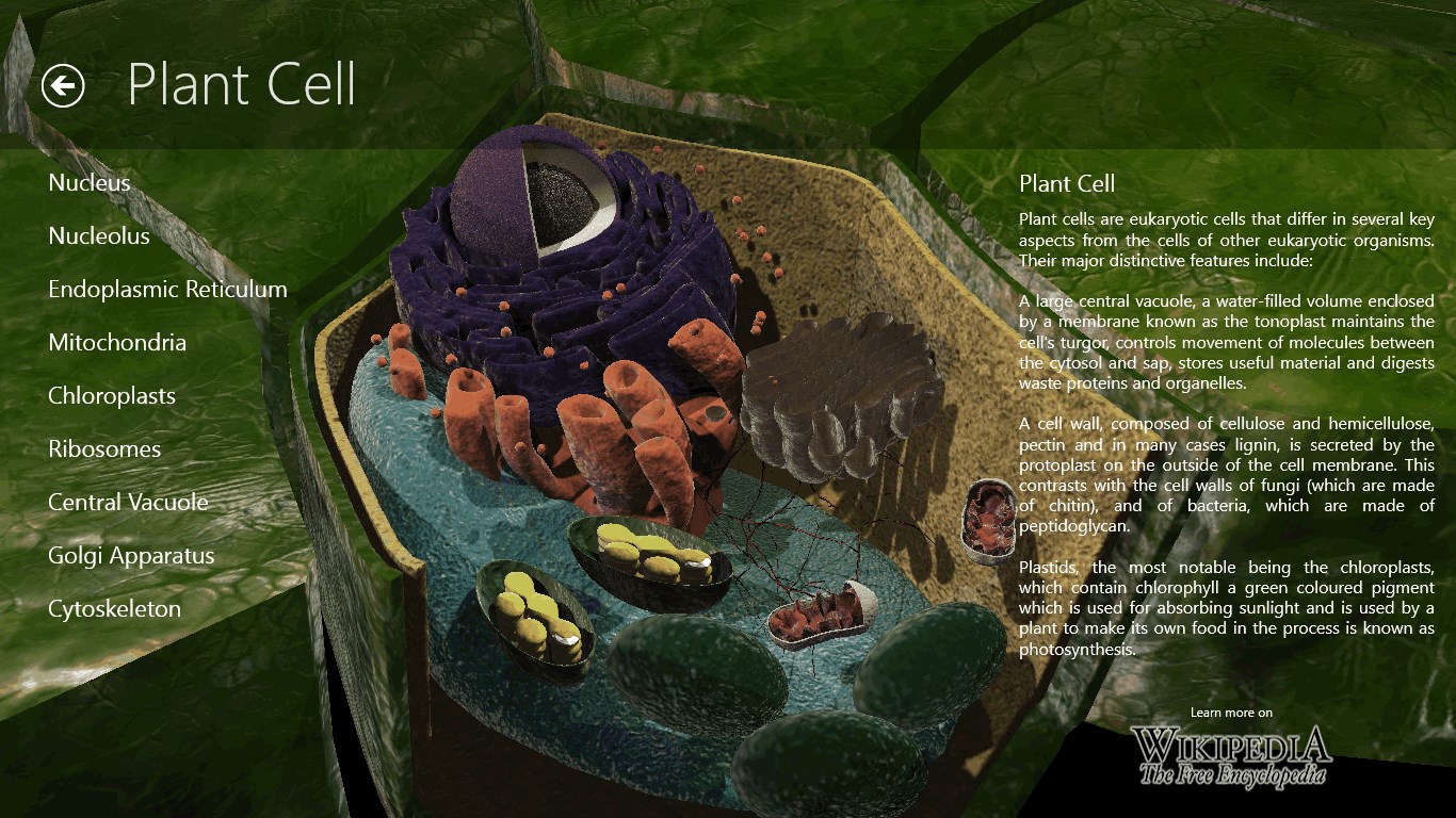Plant cell interactive page