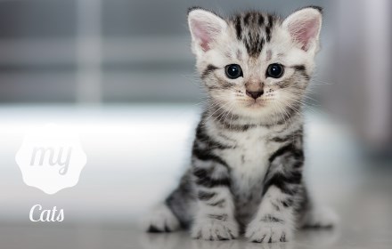 My Cats - Adorable Cat & Kitten Wallpapers small promo image