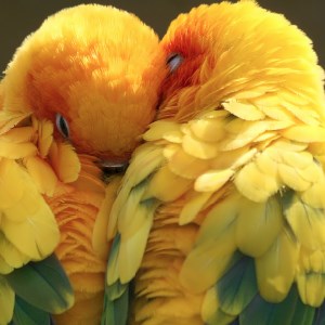 My Exotic Birds HD Wallpapers New Tab Theme icon
