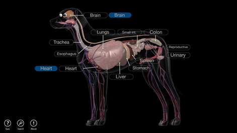 Dog Anatomy: Canine 3D Screenshots 2