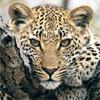 Mammals of Southern Africa