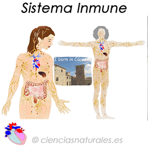 Sistema Inmune (HTML5-Canvas)