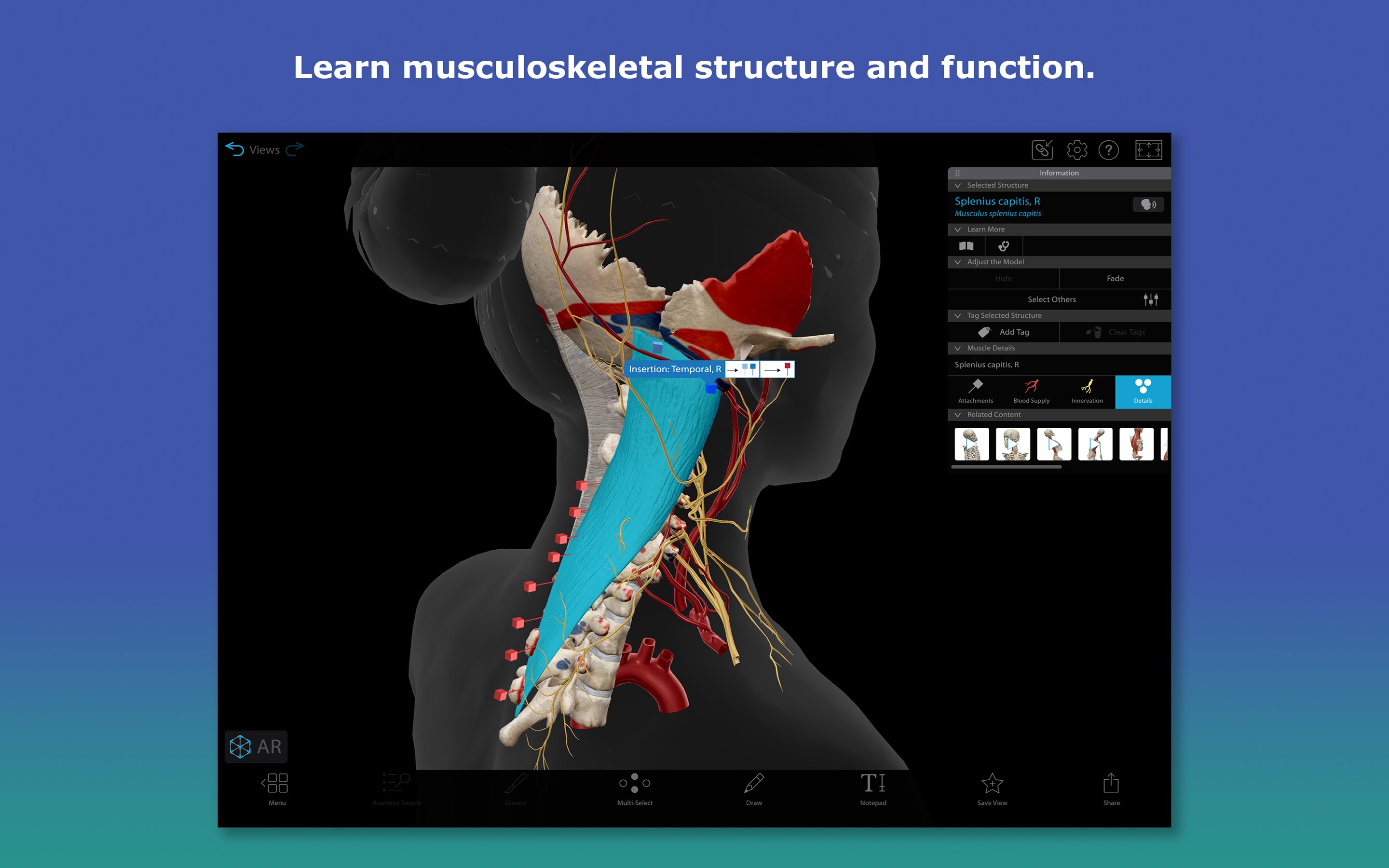 Human Anatomy Atlas 2026: Complete 3D Human Body – Ladda ned och installera  på Windows | Microsoft Store
