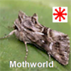 Mothworld