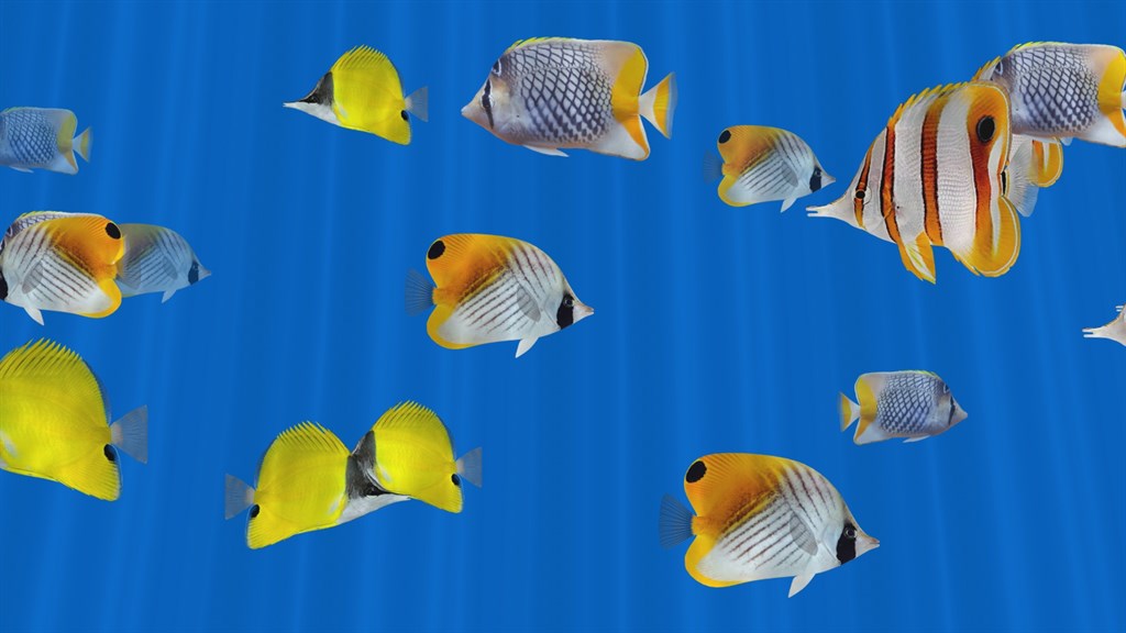 Butterfly Fish Aquarium TV 4k Saltwater Coral Reef — Приложения Майкрософт
