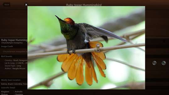 Bird Calls - Free : 4500+ Bird Sounds, Bird Songs, Bird Identification & Bird Guide screenshot 5