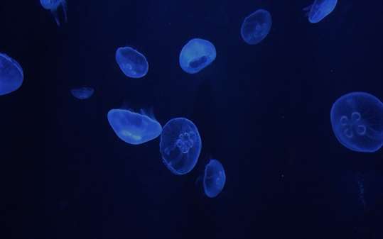 Colorful Jelly Fishes screenshot 1