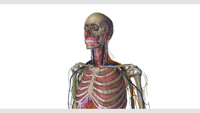 human anatomy atlas pro apk