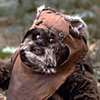 SW - Ewoks