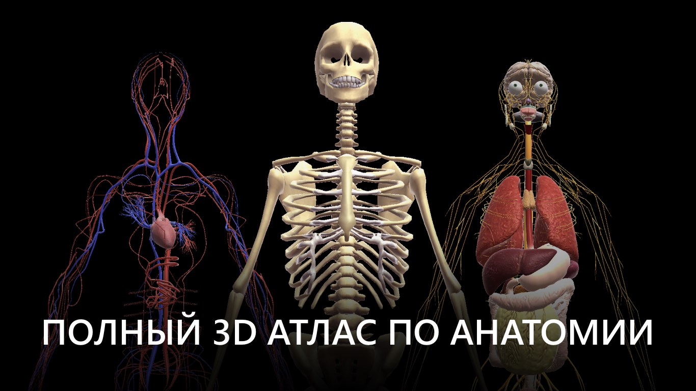 Анатомия 3D - Тело человека — Приложения Майкрософт