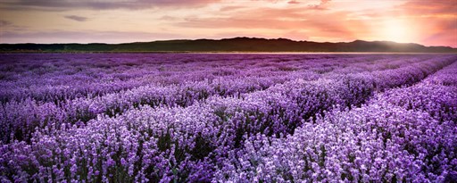 Lavender Flower HD Wallpapers New Tab Theme marquee promo image