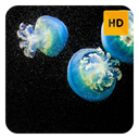 JellyFish Wallpaper HD New Tab Theme