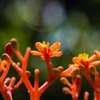 Garden Glimpses 4 by Rangan Das