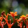 Garden Glimpses 4 by Rangan Das