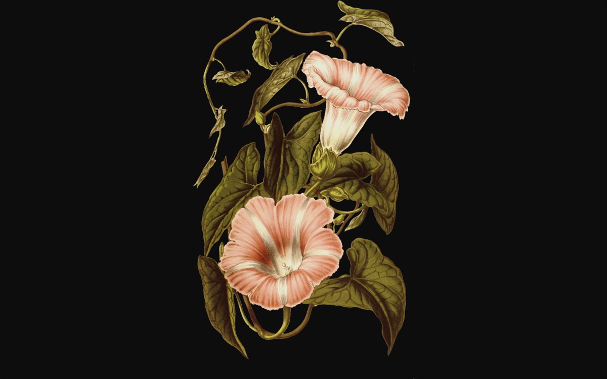 Ten Flower Wallpaper New Tab